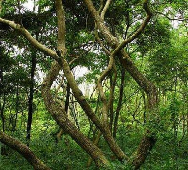 汇生林业投资所种植的降香黄檀，有着怎样传奇的历史？