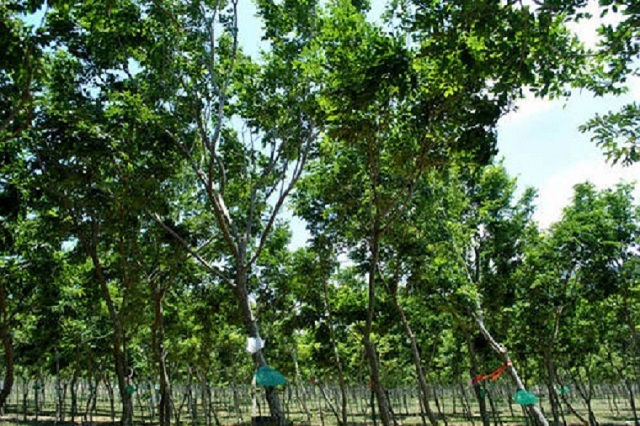 汇生林业投资的种植红木林业值得你收藏