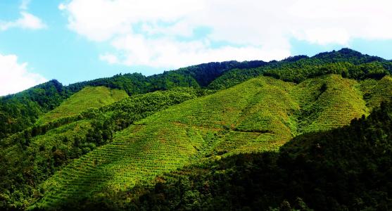 汇生林业投资专家示范科学补种